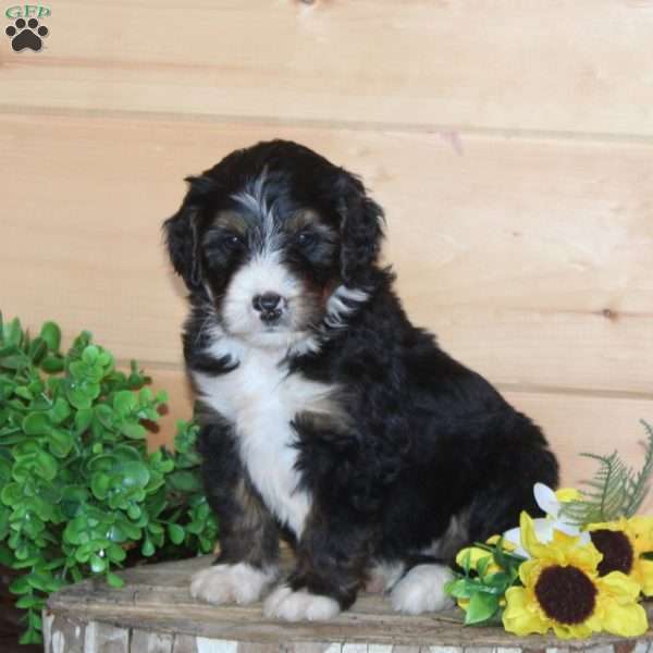 Steakhouse, Bernedoodle Puppy